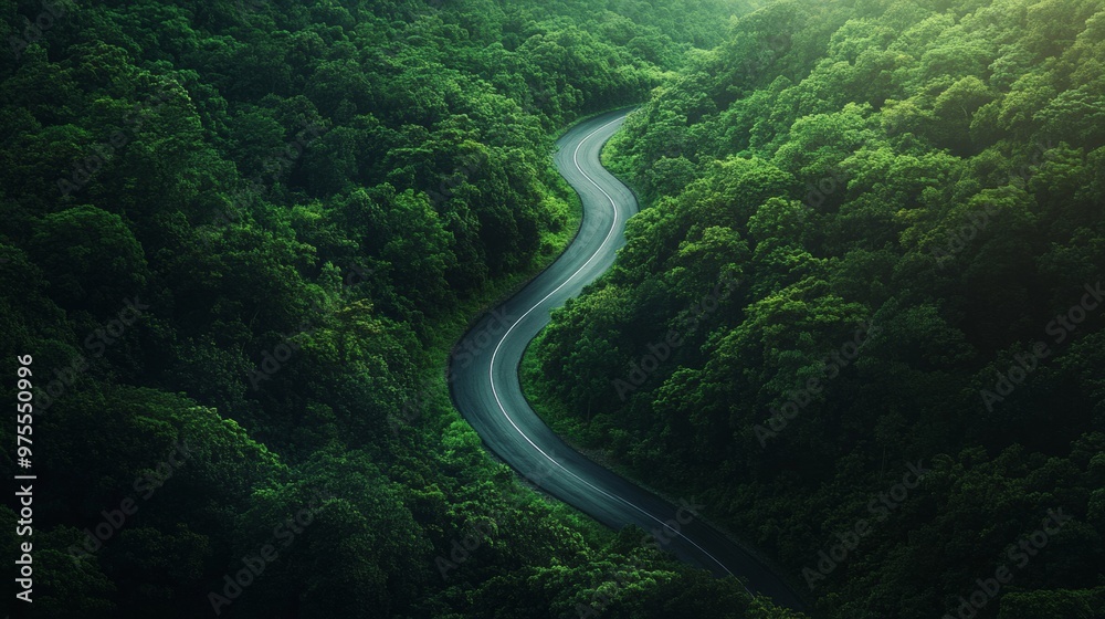 Road Winding Through Dense Forest Road Winding Through Dense Forest