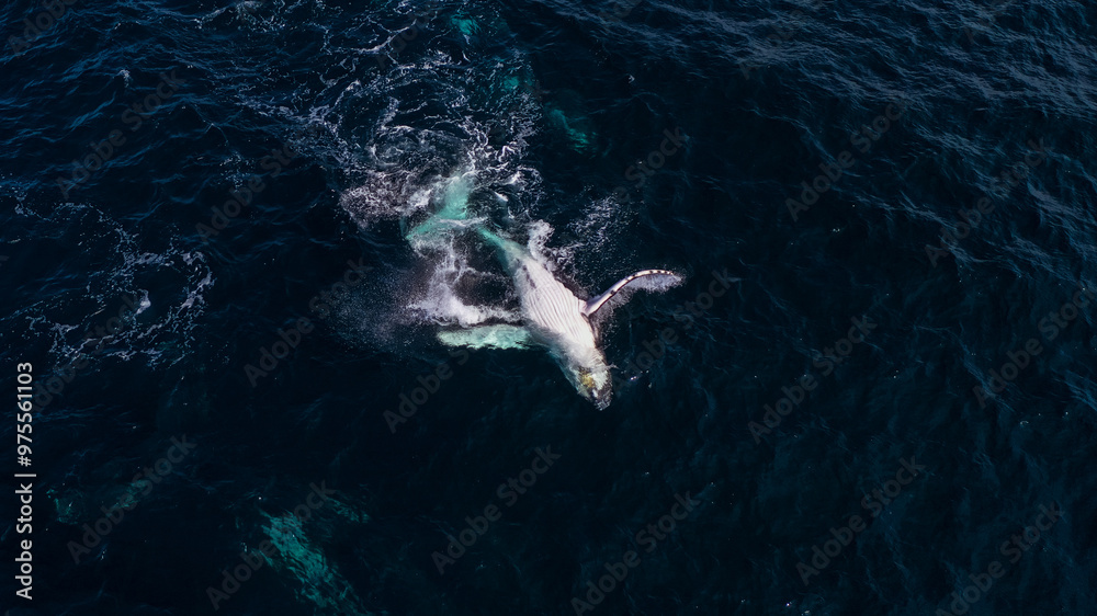 Fototapeta premium Whale Calf Splashing 