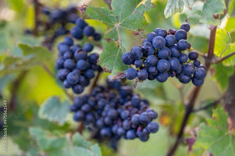 Grappes de raisin dans les vignes lors des vendanges Grappes de raisin dans les vignes lors des vendanges