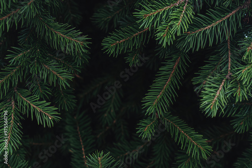 Christmas banner design - Dense moody green pine, fir tree branches with copy space, dark Xmas, winter, festive, holiday nature background. Natural forest texture backdrop