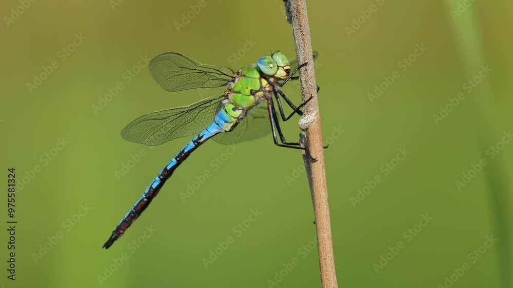 Emperor dragonfly (Anax imperator) in flight, taking off from a plant stem Emperor dragonfly (Anax imperator) in flight, taking off from a plant stem