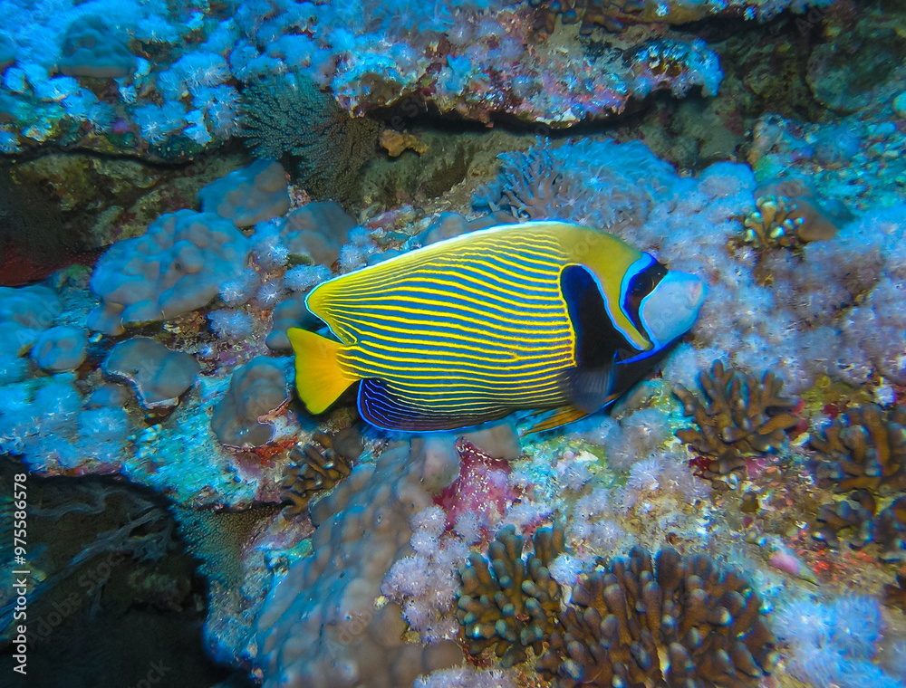 Chaetodon xanthurus - tropical fish on a coral reef in the Red Sea, Egypt Chaetodon xanthurus - tropical fish on a coral reef in the Red Sea, Egypt