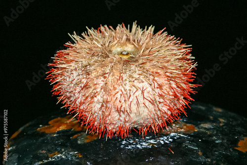 Sea urchin from the Red Sea, Egypt photo