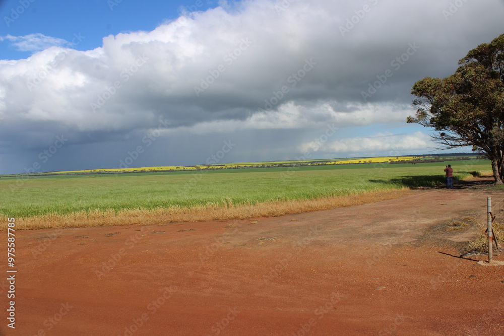 Obraz premium Barley Crop 