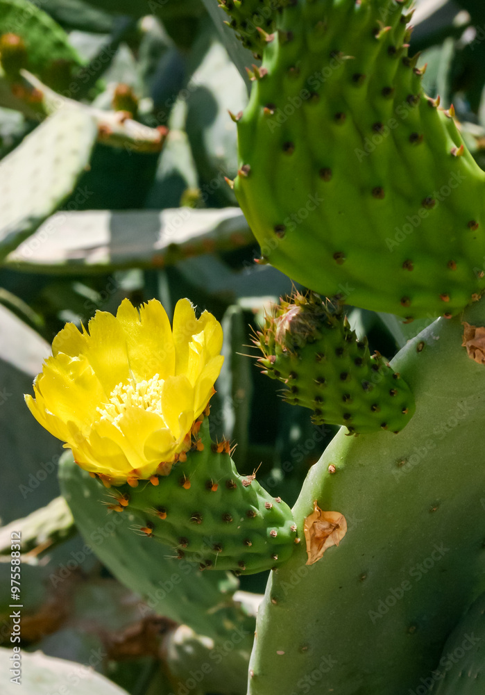 Yellow prickly pear cactus flower in the courtyard of a hotel on the shores of the Red Sea, Egypt Yellow prickly pear cactus flower in the courtyard of a hotel on the shores of the Red Sea, Egypt