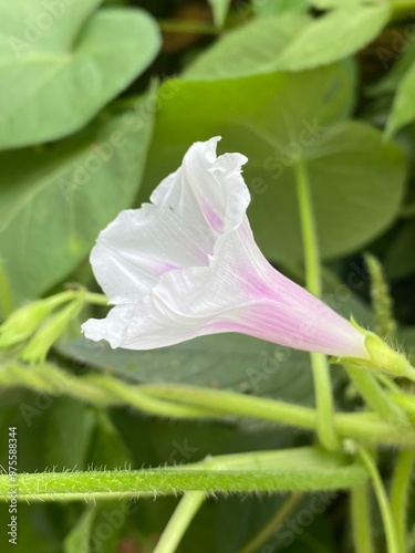 foods,white,vegetables,flowers,pink.moth photo