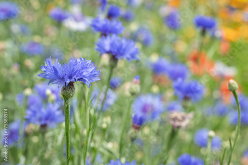 Blooming cornflower plant (Centaurea cyanus). Space for your text. photo