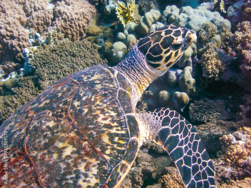 Hawksbill sea turtle (Eretmochelys imbricata) Eats Soft Corals on the Reef Elphinstone, Red Sea photo