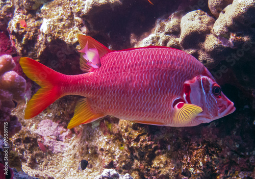 Sabre squirrelfish (Sargocentron spiniferum), fish hiding in corals on a reef in the Red Sea