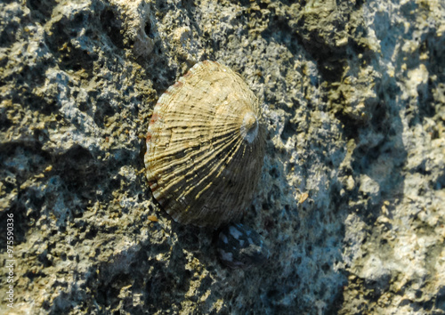 Glossy limpet (Cellana rota) - A gastropod attached to a rock on a rock on the shore near Hurghada