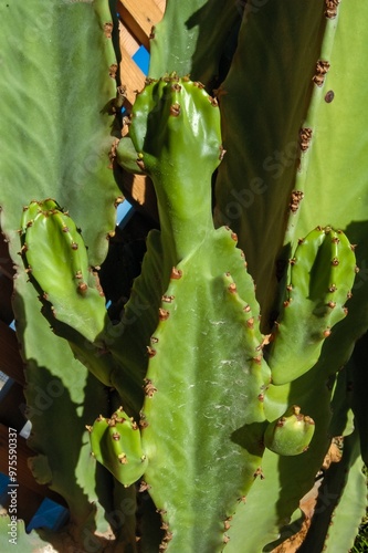 Blooming cacti Cereus sp. in the interior of a hotel garden in Hurghada, Egypt photo