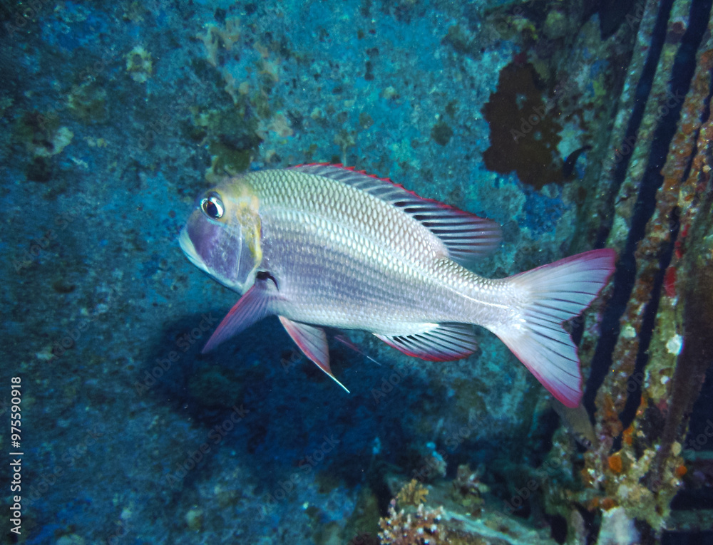 Monotaxis grandoculis - fish hiding in corals on a reef in the Red Sea, Egypt Monotaxis grandoculis - fish hiding in corals on a reef in the Red Sea, Egypt