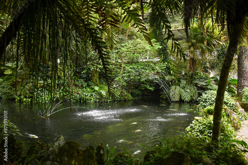 stream in the forest
