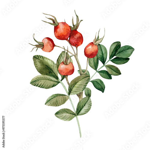 Rose hips branch illustration isolated on white background. Hand drawn watercolor red berries and leaves of brier. For tea, oil and cosmetics label, packaging design