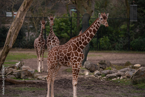 Giraffe in captivity at Rotterdam Zoo photo