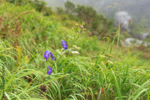 サクライウズ・キタザワブシ／紫色の花が咲くキンポウゲ科の高山植物【千畳敷カール】日本・9月 photo