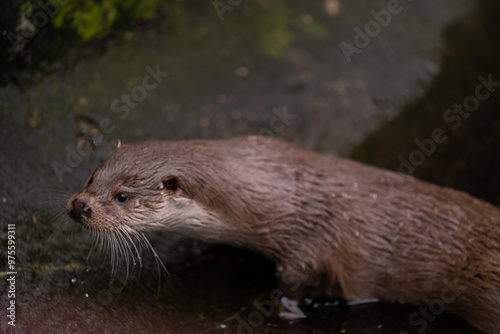 Portrait of an otter at the water's edge, also known as the lutra lutra