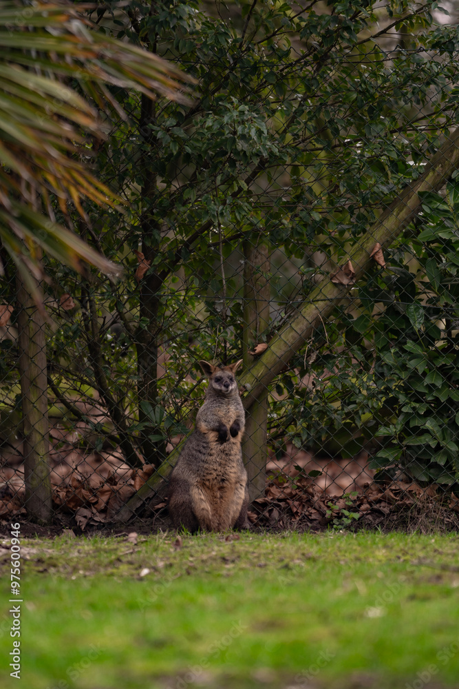 Naklejka premium Wild marsupial animal. Dwarf kangaroo standing on green grass