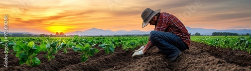A farmer tending to crops at sunset, capturing the essence of hard work and dedication in agriculture.
