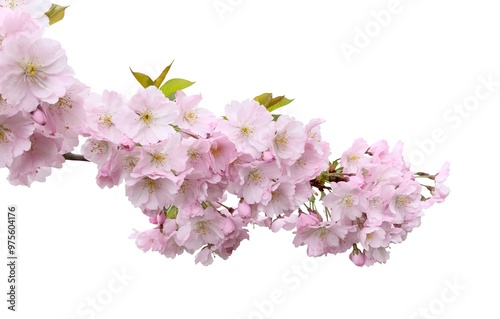 Sakura flowers, cherry blossom branch, isolated on white