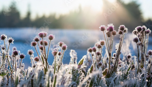 A cluster of wildflowers frozen in a meadow, their delicate petals encased in frost, standing still against the cold. Blurred background of nature a soft contrast to the sharp ice coated blooms. photo