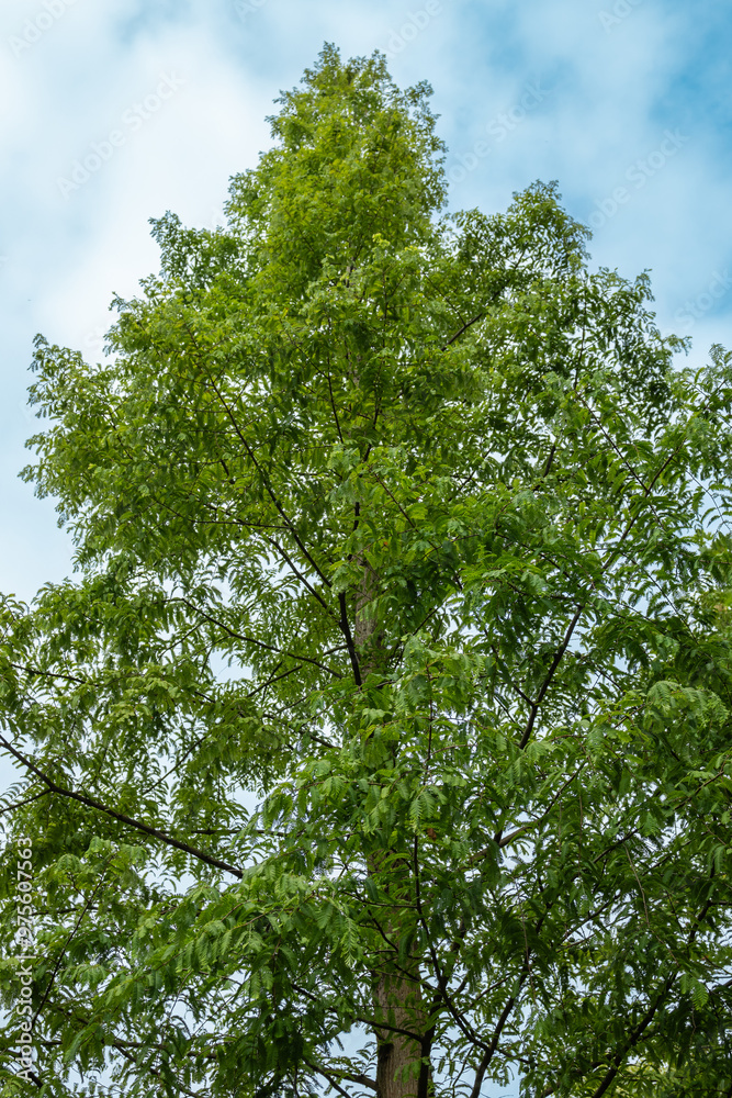Fototapeta premium Vista de una metasecuoya, metasequoia gliptostroboides, en los jardines botánicos de san Francisco en Oviedo, España