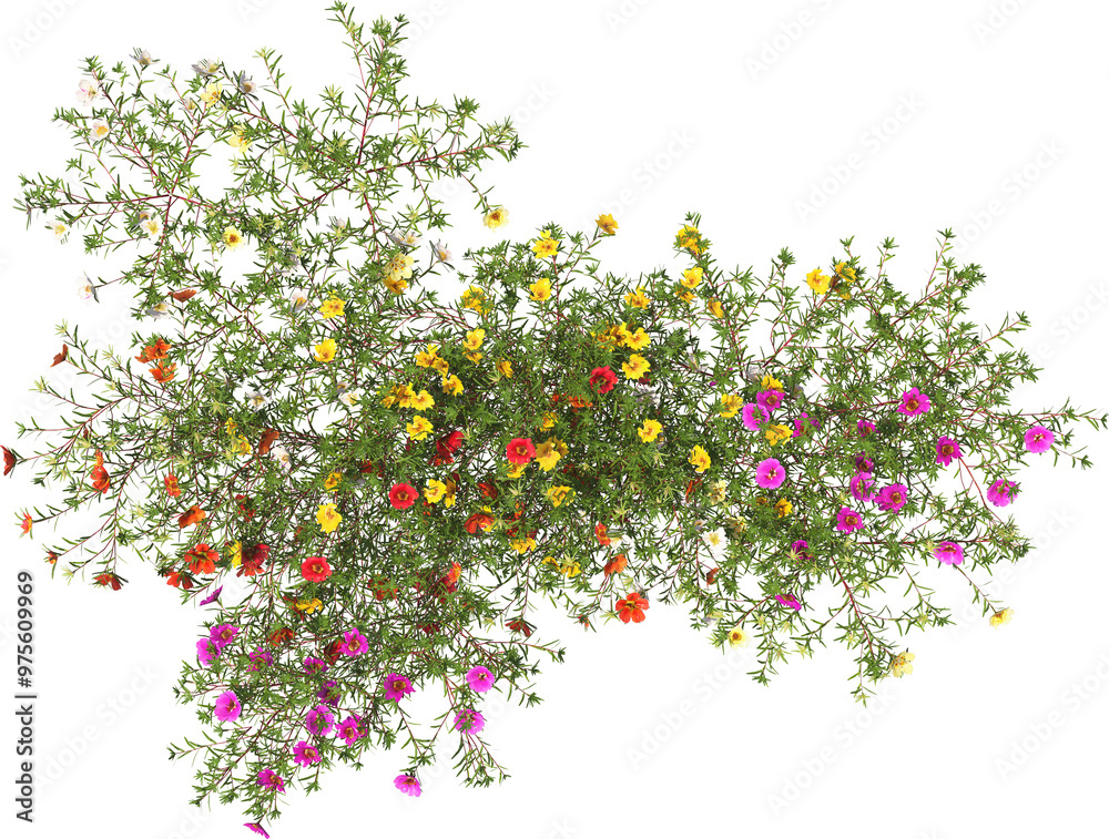 portulaca blossom flower shrub hq arch viz cutout plant top view