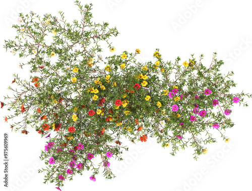 Obraz na płótnie portulaca blossom flower shrub hq arch viz cutout plant top view w salonie
