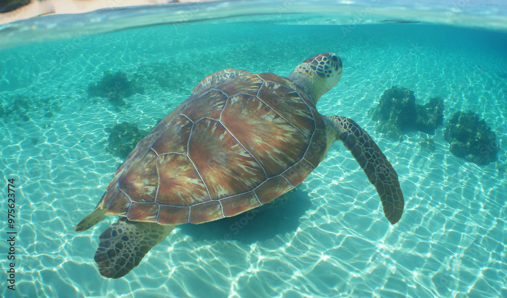 Fototapeta premium a sea turtle on a reef in the caribbean sea