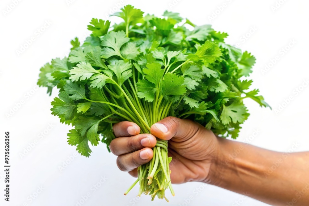 Freshly Picked Cilantro Bunch Held in Hand Against White Background Freshly Picked Cilantro Bunch Held in Hand Against White Background