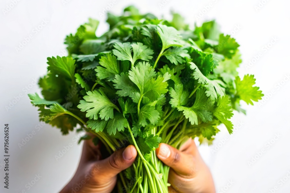 Freshly Picked Cilantro Bunch Held in Hand Against White Background Freshly Picked Cilantro Bunch Held in Hand Against White Background