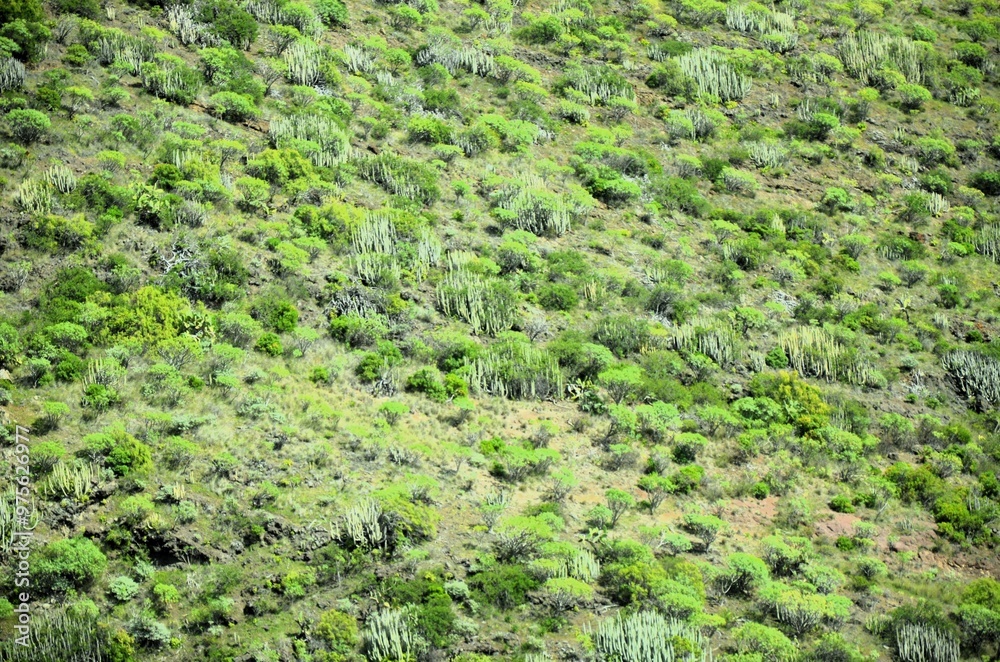 Tropical Mountains in Anaga Rural Park, Tenerife, Canary Islands Tropical Mountains in Anaga Rural Park, Tenerife, Canary Islands