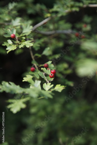 Close-up photos of berries found on a walk in the woods