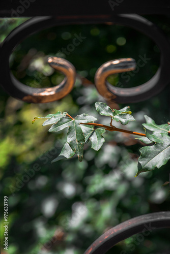 Beautiful spring-summer blurred background with fresh foliage. A branch with foliage on a blurred background. A tree branch on a blurred background with soft focus.