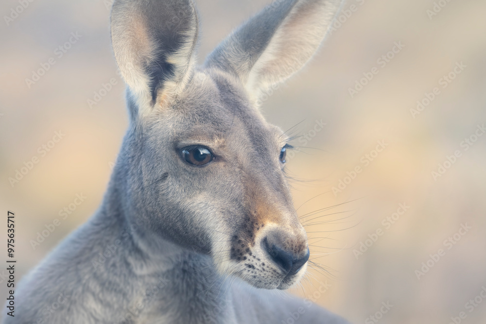 Portrait of a wild female red kangaroo (Macropus rufus) in soft dawn light, Australia Portrait of a wild female red kangaroo (Macropus rufus) in soft dawn light, Australia