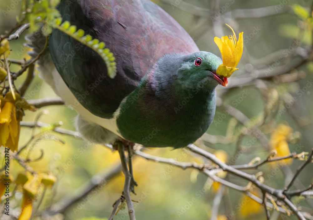 New Zealand pigeon feeding on yellow Kowhai flower. Auckland.