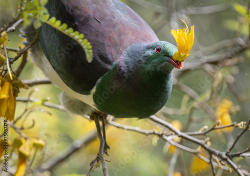 Obraz na płótnie New Zealand pigeon feeding on yellow Kowhai flower. Auckland. w salonie