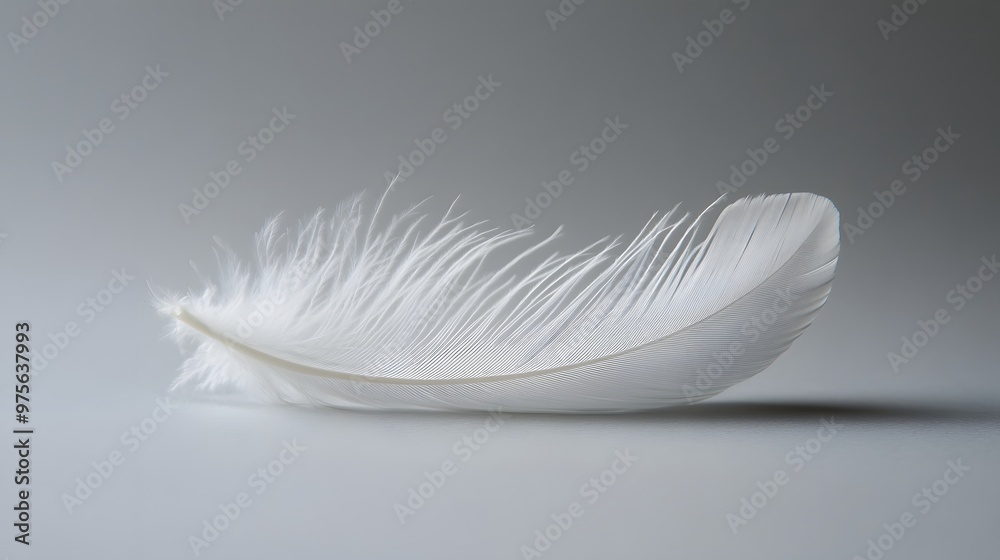 Obraz premium 69. A delicate white feather lying on a clean surface