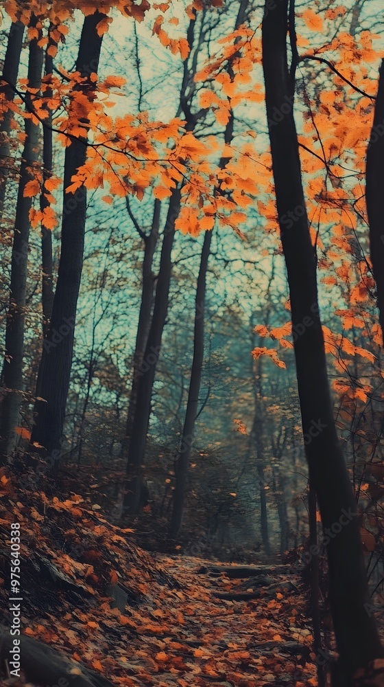 Fototapeta premium A path winds through a forest, with orange leaves covering the ground and trees reaching for the sky.