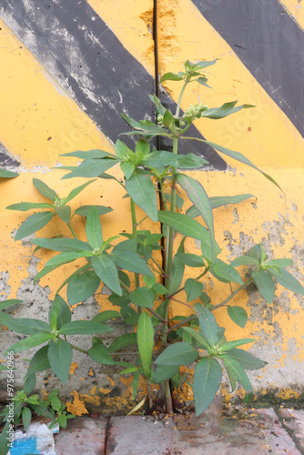 Euphorbia heterophylla flower, medicinal plant photo