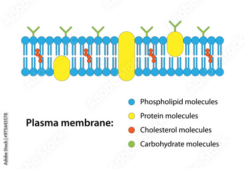 Plasma Membrane, cell membrane, cytoplasmic membrane, plasmalemma