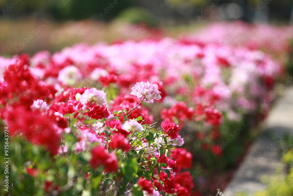 Obraz premium Flower in the garden outdoor