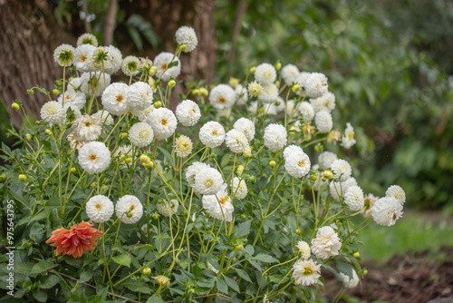 White Pompon dahlia in a garden. Dahlia classification group 7. photo