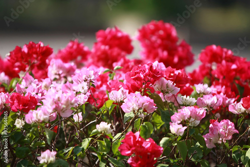 Wallpaper Mural Flower in the garden outdoor Torontodigital.ca