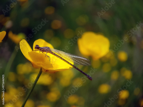 damsefly on a leaf summer photo