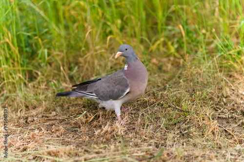 Gołąb grzywacz na łące