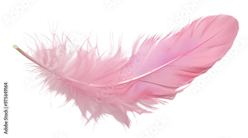 Pink feather on transparent background