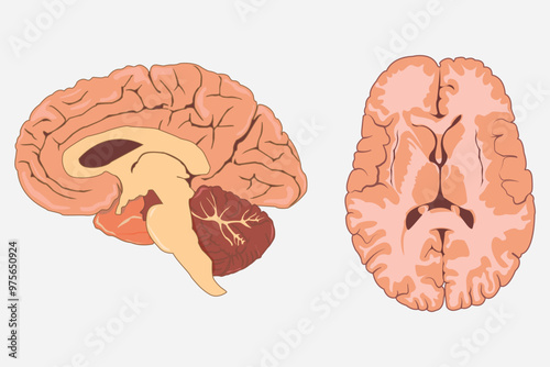 cross section of human brain, side view and front view. eps 10.