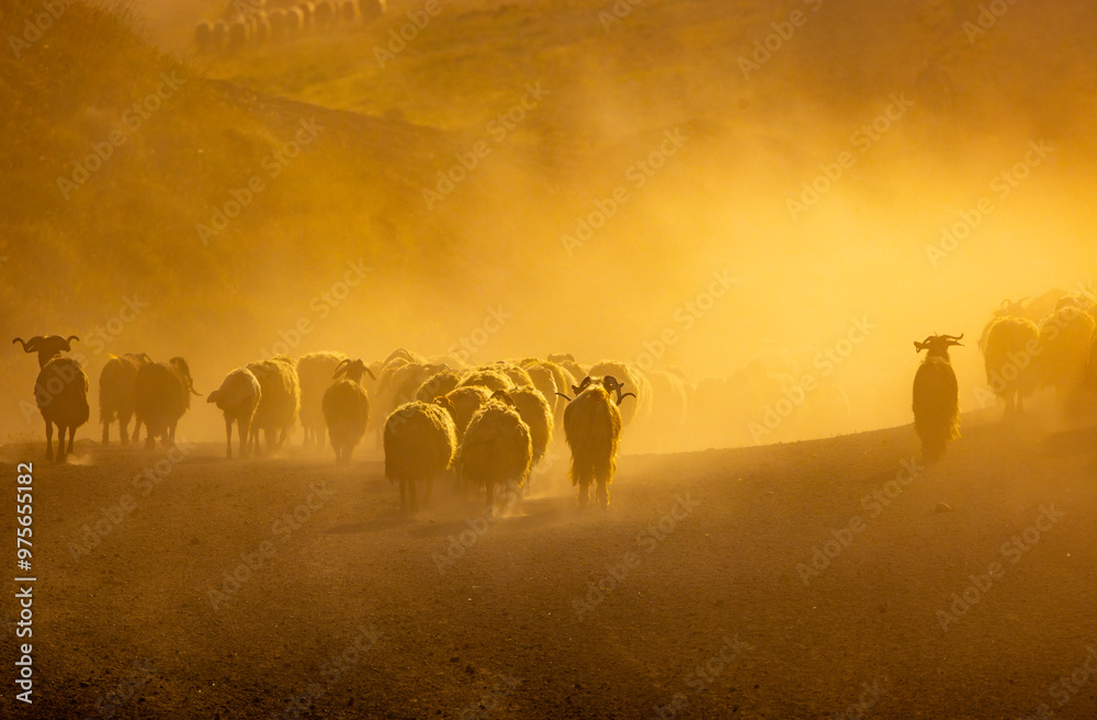 There is a flock of sheep grazing in the dust on the mountain, brown sheep, dust, there is a hazy air that has risen into the air. Sheep are moving quickly in rows Tatvan