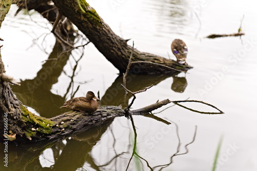 Samica kaczki krzyżówki odpoczywająca nad wodą